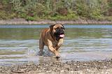 BULLMASTIFF 086